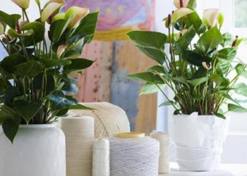 Những loại cây cảnh phong thủy hợp với người tuổi Dần