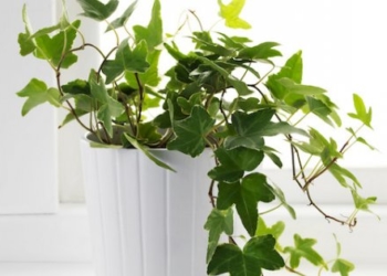 5 loại cây phong thủy vừa hút độc tố trong nhà vừa mang lại may mắn