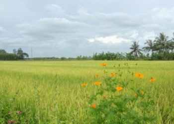 Có được chuyển nhượng, tặng cho đất nông nghiệp không?