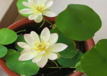 Chọn loại cây phong thủy nào vừa có hoa đẹp vừa hút tài lộc?