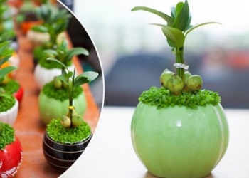 Những loại cây cảnh phong thủy hợp với người tuổi Sửu