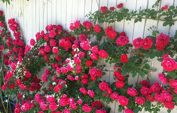 Giải pháp chống nóng cho căn hộ hướng Tây 4 ban công chung cư