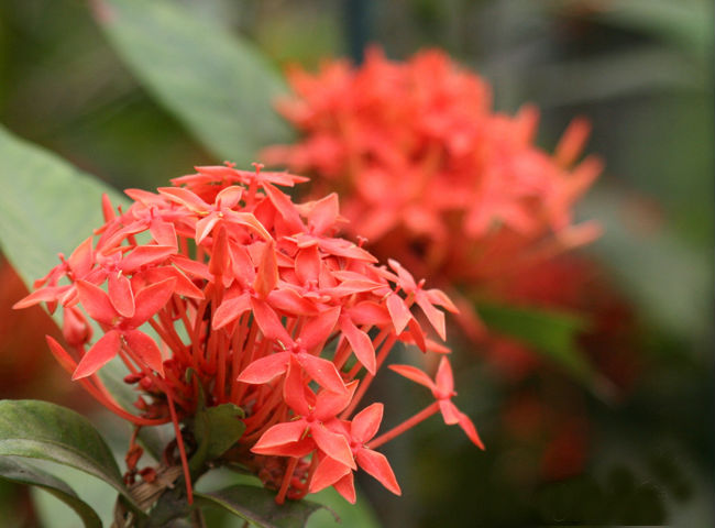 Chọn loại cây phong thủy nào vừa có hoa đẹp vừa hút tài lộc? 1 mẫu đơn đỏ