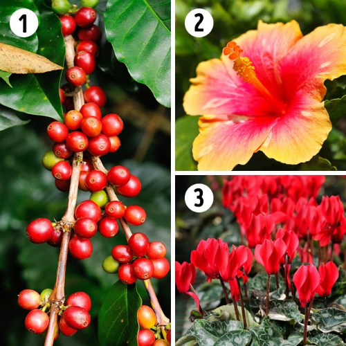 Hoa anh thảo, dâm bụt và cây cà phê thích hợp đặt trong phòng ngủ cây đặt trong phòng ngủ