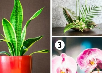 Chọn cây cảnh tốt nhất cho phòng tắm, phòng ngủ và bếp